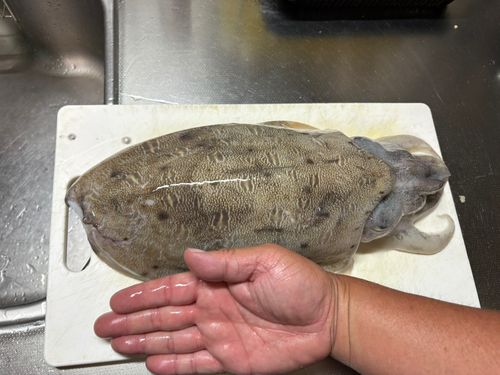 モンゴイカの釣果