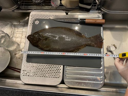 ヒラメの釣果