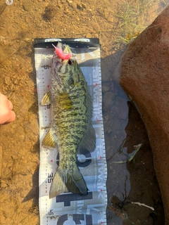 スモールマウスバスの釣果