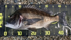 チヌの釣果