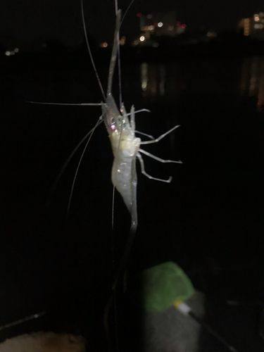 エビの釣果