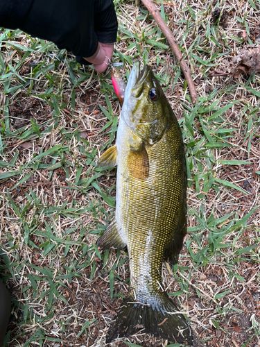 スモールマウスバスの釣果