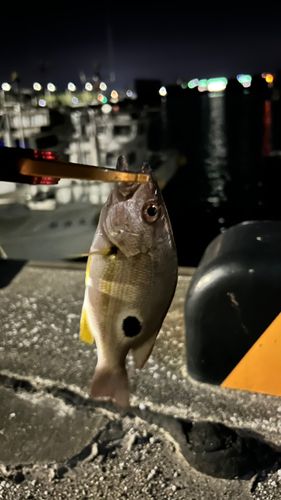 クロホシフエダイの釣果
