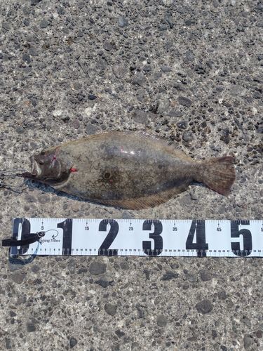 ヒラメの釣果