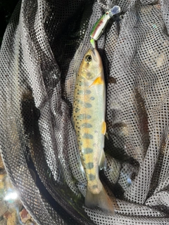 ヤマメの釣果