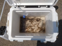 テナガエビの釣果