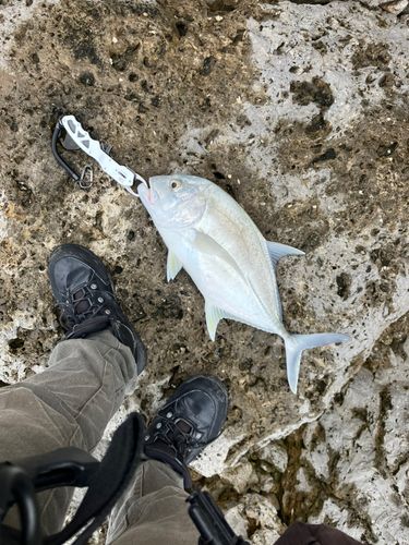 ロウニンアジの釣果