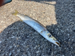 アカカマスの釣果