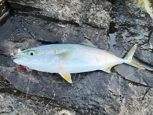 ハマチの釣果