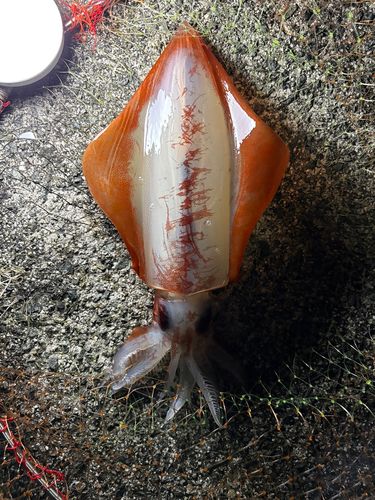 ソデイカの釣果