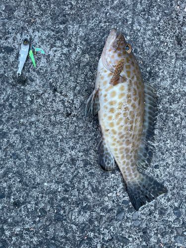 オオモンハタの釣果