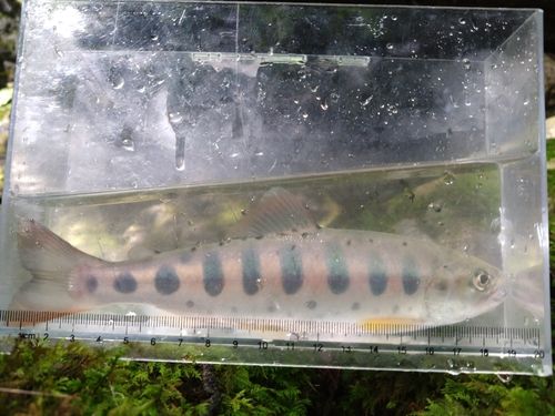 ヤマメの釣果