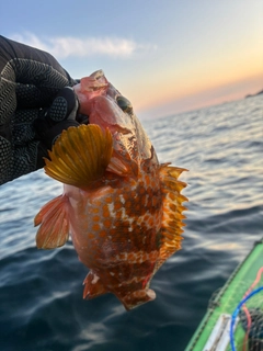 キジハタの釣果