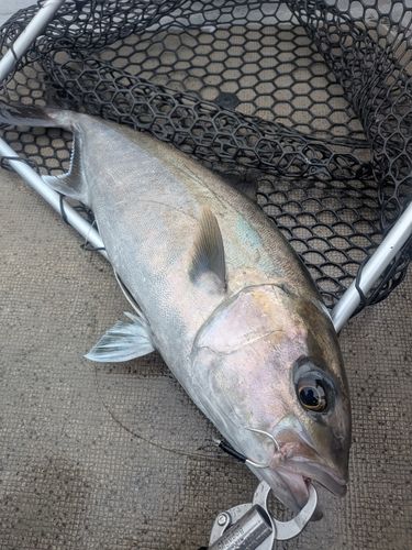 カンパチの釣果