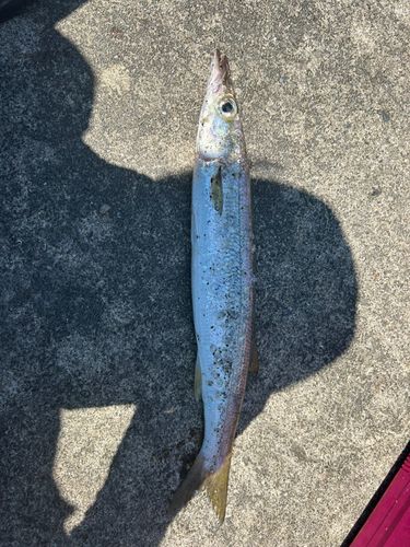 カマスの釣果