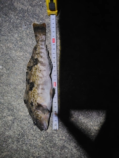 アイナメの釣果