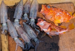マルイカの釣果