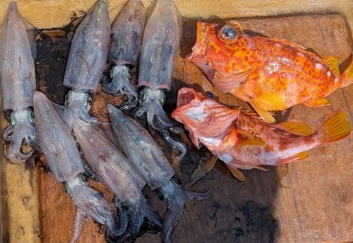 マルイカの釣果