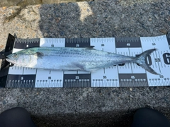 サゴシの釣果