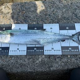 サワラの釣果・釣り情報まとめ【2026年最新】 - アングラーズ | 釣果