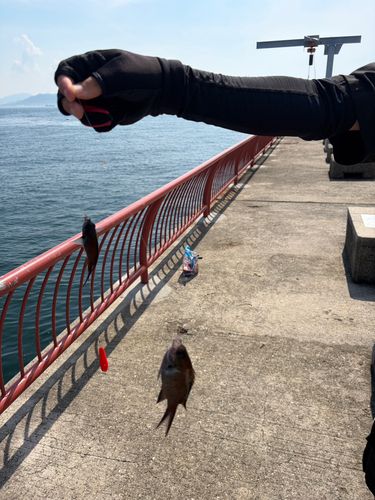 スズメダイの釣果