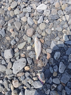 ニベの釣果