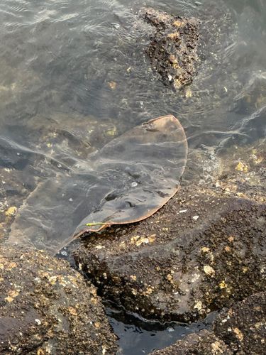 アカエイの釣果
