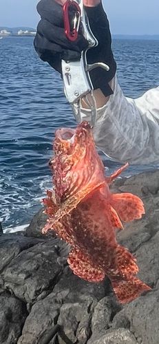 オニカサゴの釣果