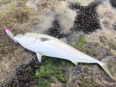 ブリの釣果