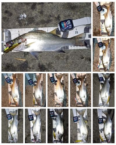 釣果一覧】相模川河口で釣れたセイゴ（ヒラスズキ） - アングラーズ