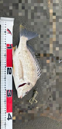 キビレの釣果