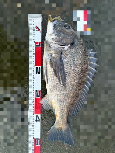 チヌの釣果