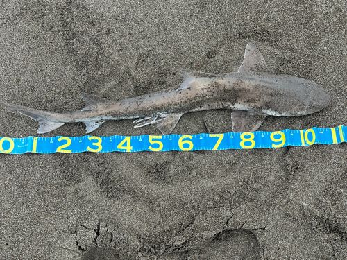 ホシザメの釣果