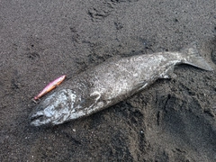 サクラマスの釣果