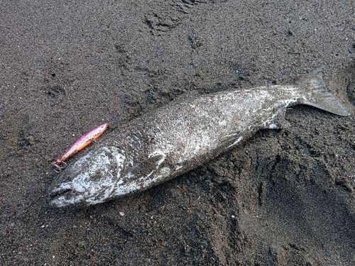 サクラマスの釣果