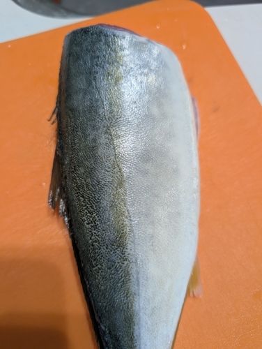 ヤズの釣果