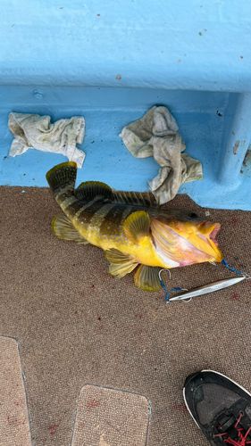 アオハタの釣果
