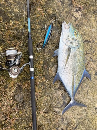 カスミアジの釣果