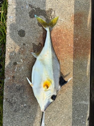 ギマの釣果