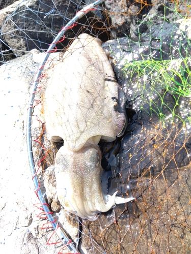 モンゴウイカの釣果