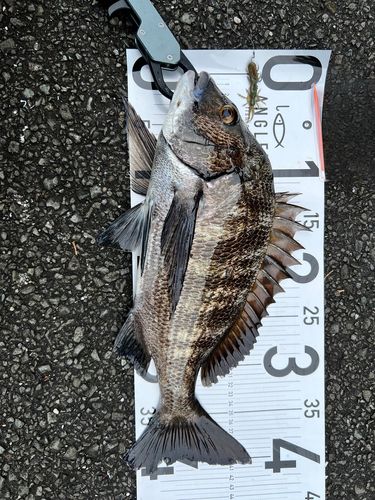 チヌの釣果