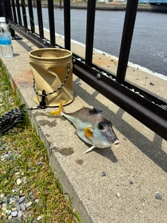 ギマの釣果