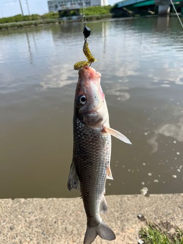 ニゴイの釣果