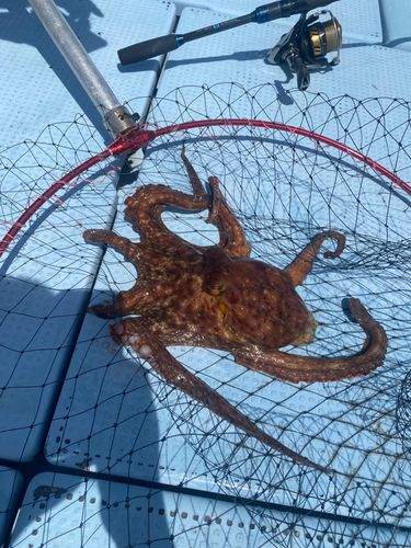 タコの釣果