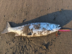 サクラマスの釣果