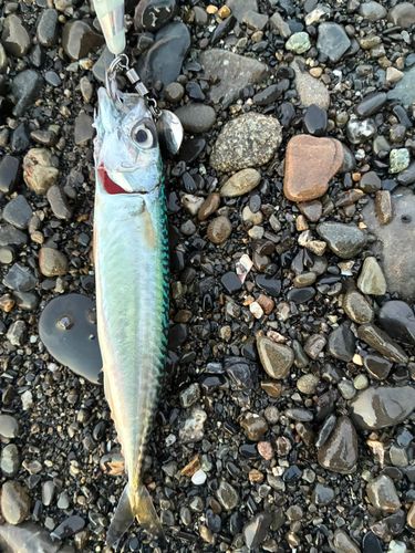 サバの釣果