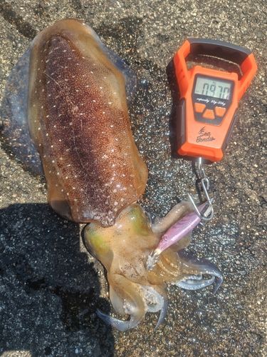 アオリイカの釣果