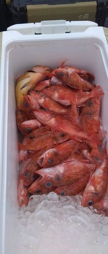 ユメカサゴの釣果