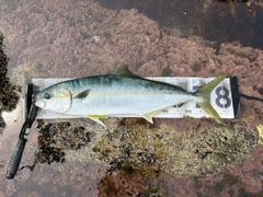 ヒラマサの釣果