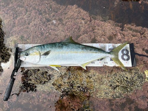 ヒラマサの釣果